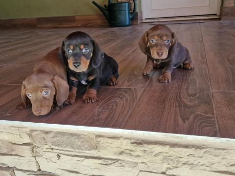 Tacskó kiskutyák gazdit keresnek Tacskó kiskutyák gazdit keresnek