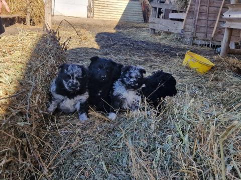 Mudi kiskutyák Mudi kiskutyák