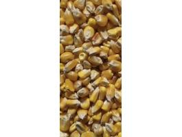 Takarmány kukorica eladó