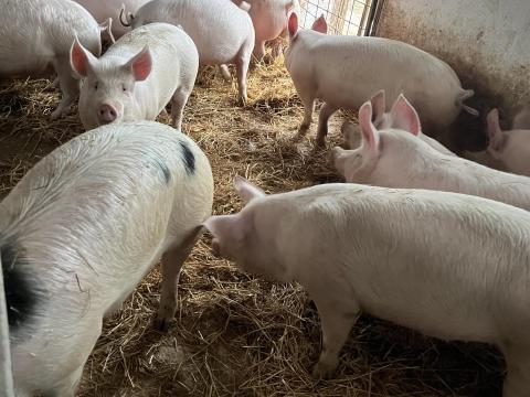 Sertés, hízó 100-140 kg között eladó