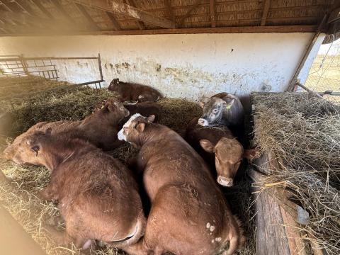 Eladó Borjak Eladó Borjak