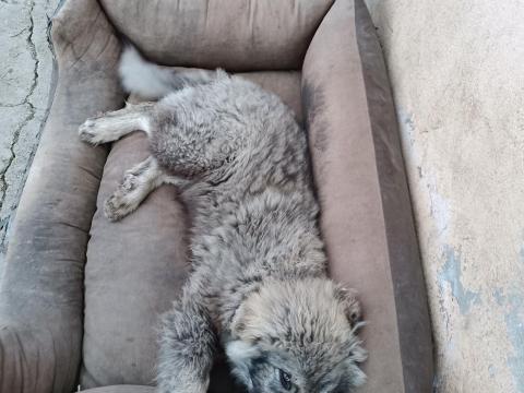 Sarplaninac kiskutya Sarplaninac kiskutya