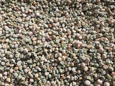 Takarmány borsó eladó Takarmány borsó eladó