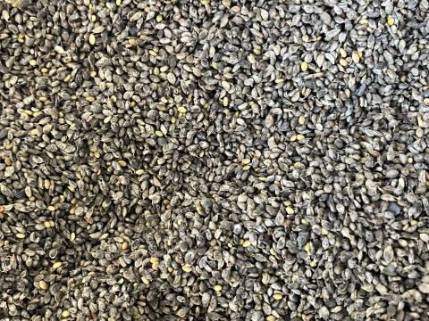 Somkórómag – fehér virágú (BIO) Somkórómag – fehér virágú (BIO)