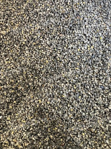 Somkórómag – fehér virágú (bio)