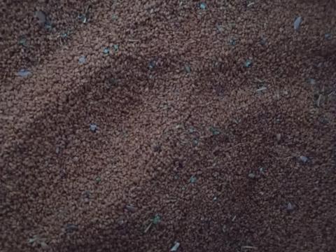 Magvas gomborka (Camelina sativa), más néven sárga repce (bio) Magvas gomborka (Camelina sativa), más néven sárga repce (bio)