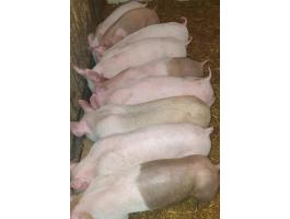 Eladó 9 db szép malac