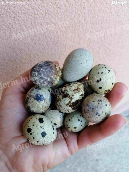 Fürjtojás eladó