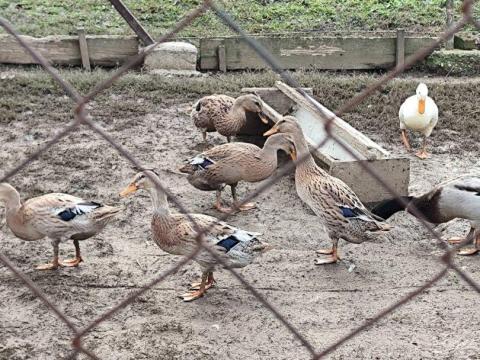 Indiai futókacsa eladó Indiai futókacsa eladó