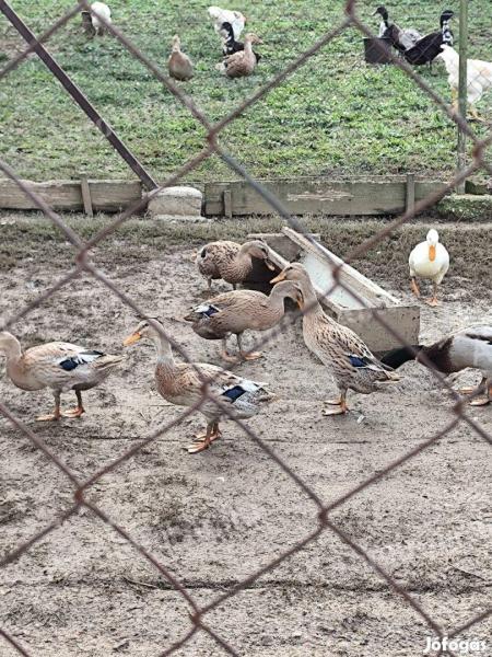 Indiai futókacsa eladó