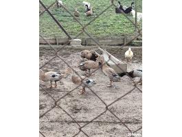 Indiai futókacsa eladó