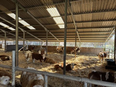 Eladó 5 db magyartarka üsző