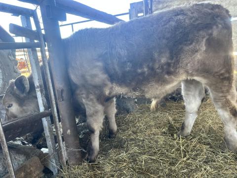 Szarvasmarha Szarvasmarha