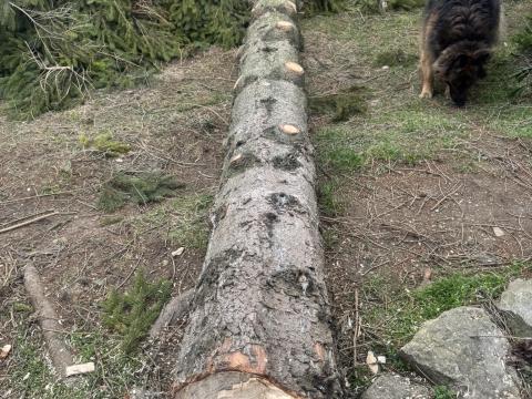 Fenyő rönk ingyen elvihető