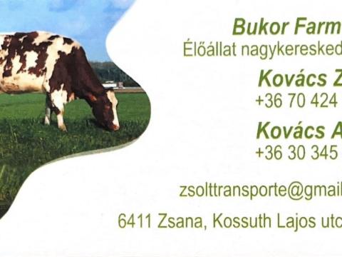 Szarvasmarha felvásárlás Szarvasmarha felvásárlás