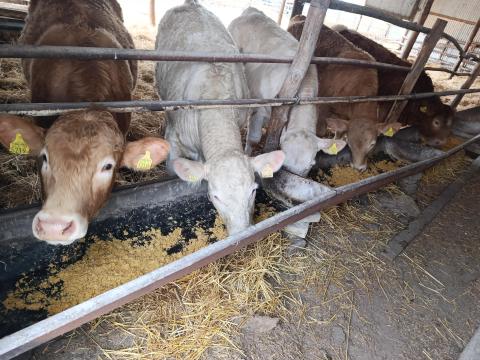 Charolais és keresztezett charolais üszők eladók Charolais és keresztezett charolais üszők eladók