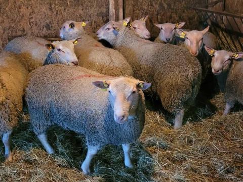 Charollais éves törzskönyves kosok Charollais éves törzskönyves kosok