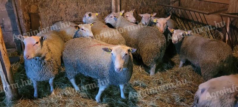 Charollais éves törzskönyves kosok