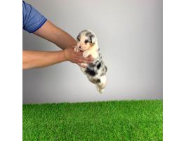 Törzskönyves Ausztrál juhászkutya kiskutya