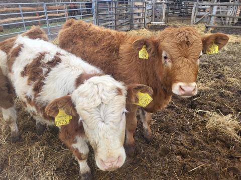 Üsző borjak eladók Üsző borjak eladók