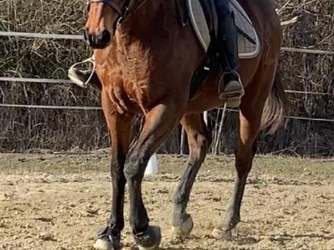 Angol telivér herélt eladó Angol telivér herélt eladó