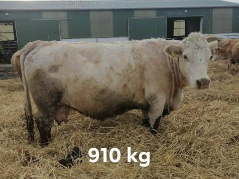 10 db vágótehén eladó 10 db vágótehén eladó