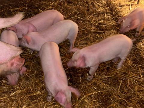 Nagyon szép malacok eladók Nagyon szép malacok eladók