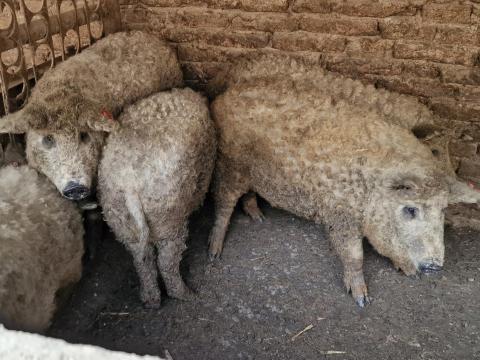 Mangalica süldők eladók Mangalica süldők eladók