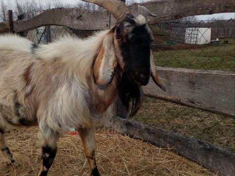 Bakkecske eladó Bakkecske eladó