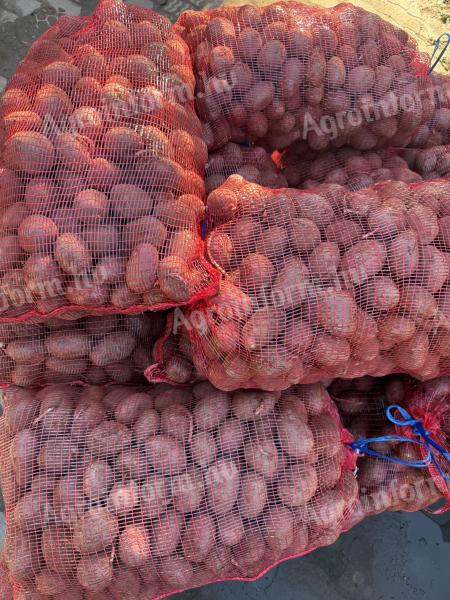 Vetőméretű burgonya eladó