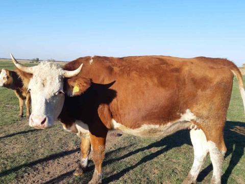Vásárolnék magyar tarka teheneket vagy üszőket Vásárolnék magyar tarka teheneket vagy üszőket