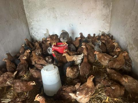 Tanyasi csirke eladó