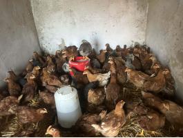 Tanyasi csirke eladó