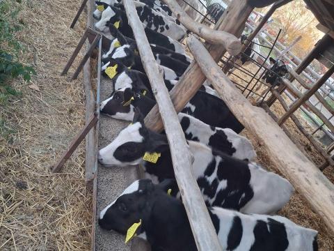 HF borjakat keresek tovább hízlalásra HF borjakat keresek tovább hízlalásra