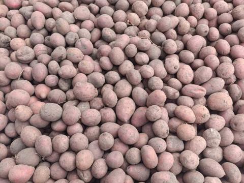 Apró burgonya UT1 Apró burgonya UT1