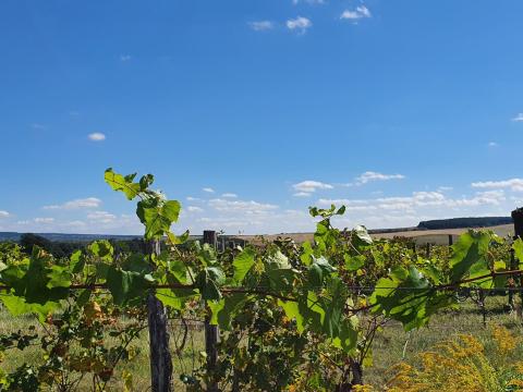 Etryeken 2,3 ha egybefüggő szőlőterület eladó Etryeken 2,3 ha egybefüggő szőlőterület eladó