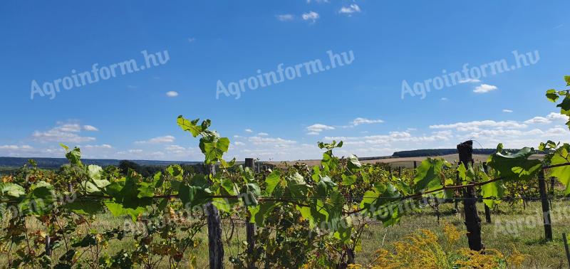 Etryeken 2,3 ha egybefüggő szőlőterület eladó