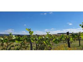 Etryeken 2,3 ha egybefüggő szőlőterület eladó