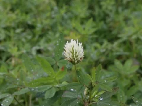 Alexandriai here vetőmag Alexandriai here vetőmag