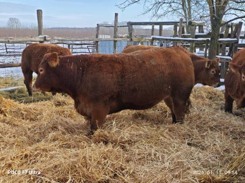 Pedigrés Limousine tenyészüszők Pedigrés Limousine tenyészüszők