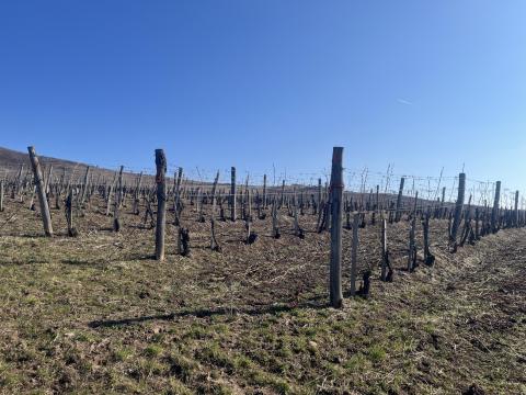 Eladó szőlőterületek Tokaj-Hegyalján, Tolcsván Eladó szőlőterületek Tokaj-Hegyalján, Tolcsván