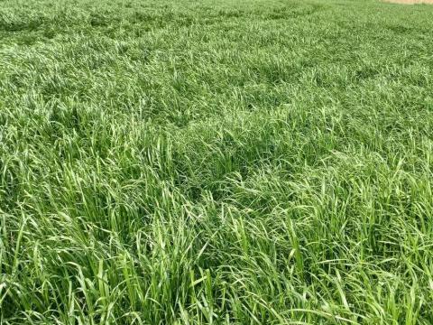 Fiesta festuloliumos takarmányvetőmag keverék 15 kg Fiesta festuloliumos takarmányvetőmag keverék 15 kg