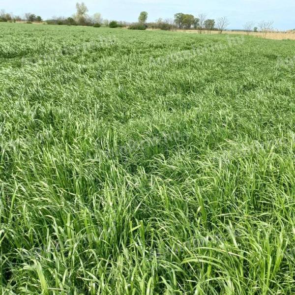 Fiesta festuloliumos takarmányvetőmag keverék 15 kg