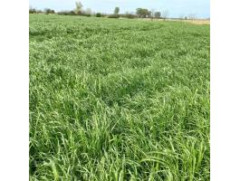 Fiesta festuloliumos takarmányvetőmag keverék 15 kg