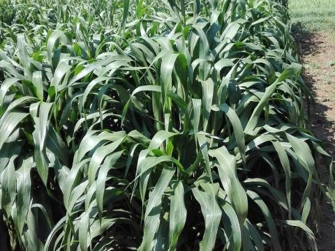 Indiai köles Pampa platino BMR 20 kg-os zsákban Indiai köles Pampa platino BMR 20 kg-os zsákban