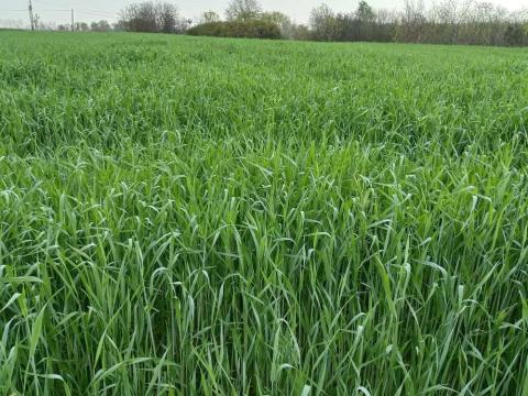 Lesan rozs vetőmag Lesan rozs vetőmag