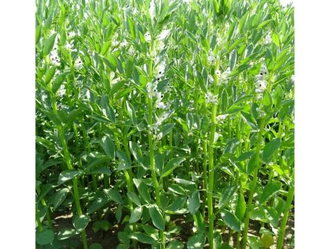 Lóbab Prothabon fajta vetőmag Lóbab Prothabon fajta vetőmag