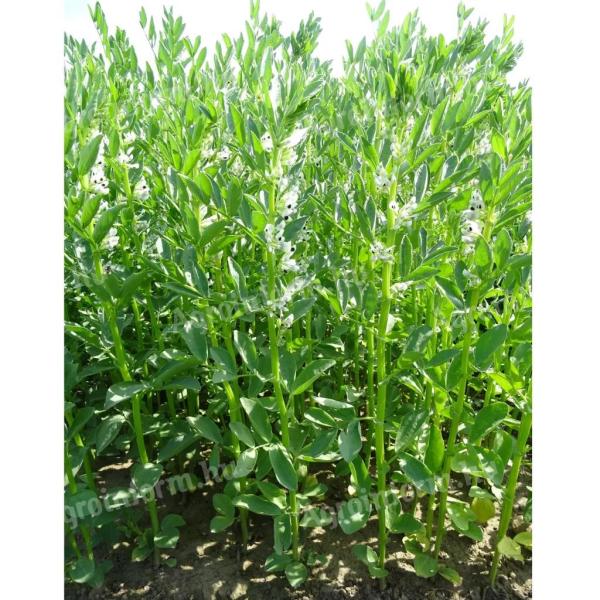 Lóbab Prothabon fajta vetőmag