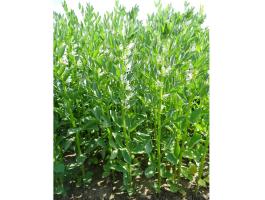 Lóbab Prothabon fajta vetőmag