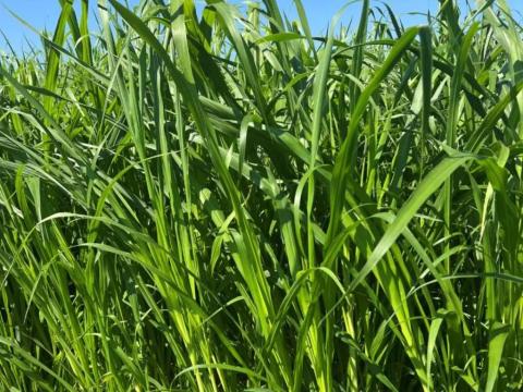 Nutrifeed hibrid indiai köles vetőmag Nutrifeed hibrid indiai köles vetőmag